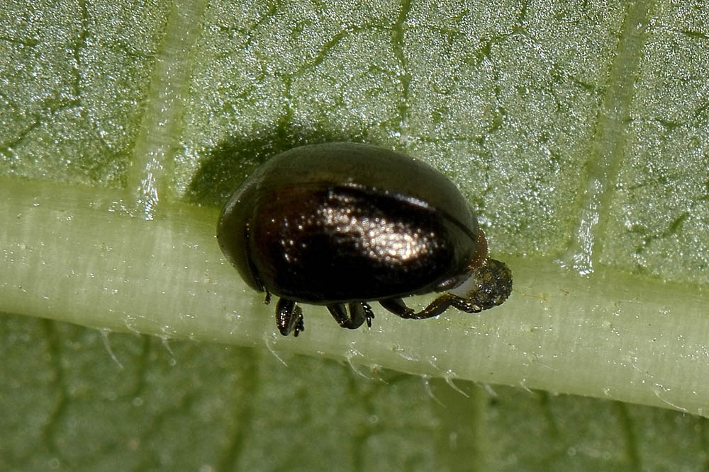 Oomorphus concolor, Chrysomelidae. 